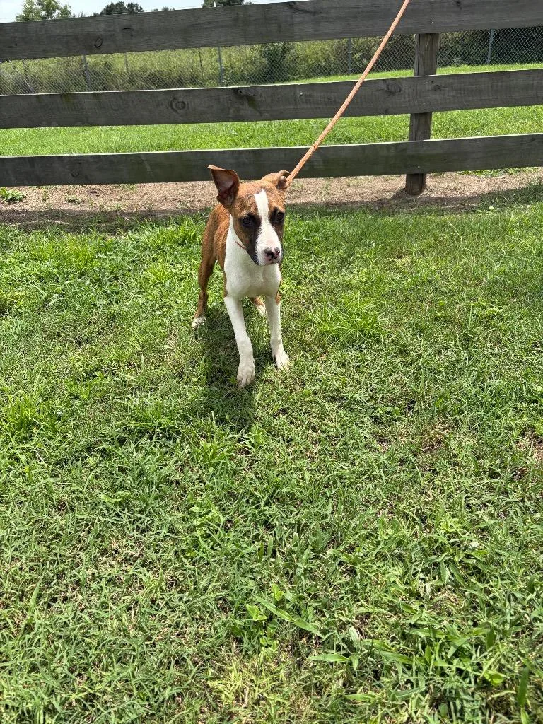A baby medium-sized female Terrier dog named Butterscotch for adoption in Wauchula, FL