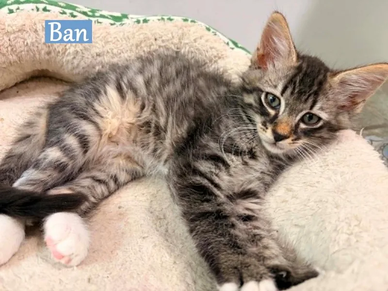 A baby medium-sized male Domestic Medium Hair cat named Ban for adoption in Hoover , AL