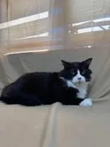 An adult large-sized male Black & White / Tuxedo Domestic Medium Hair cat named Pierre for adoption in McCook, NE