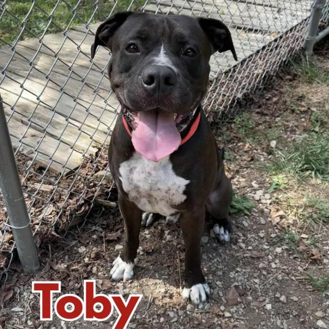 An adult large-sized male Black Bullmastiff dog named Toby for adoption in Oak Ridge, TN