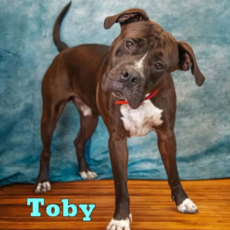 Toby thumbnail 2