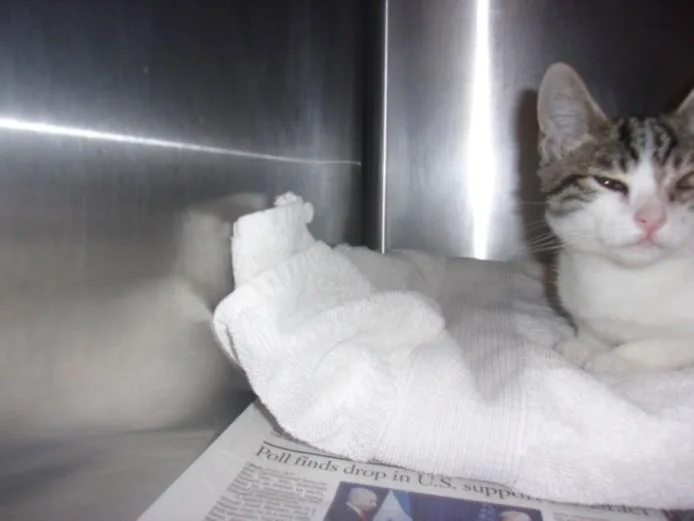 A baby small-sized male Domestic Short Hair cat named Thomas for adoption in Van Nuys, CA