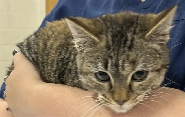 A baby small-sized female Domestic Short Hair cat named Chicken Salad for adoption in Upper Marlboro, MD