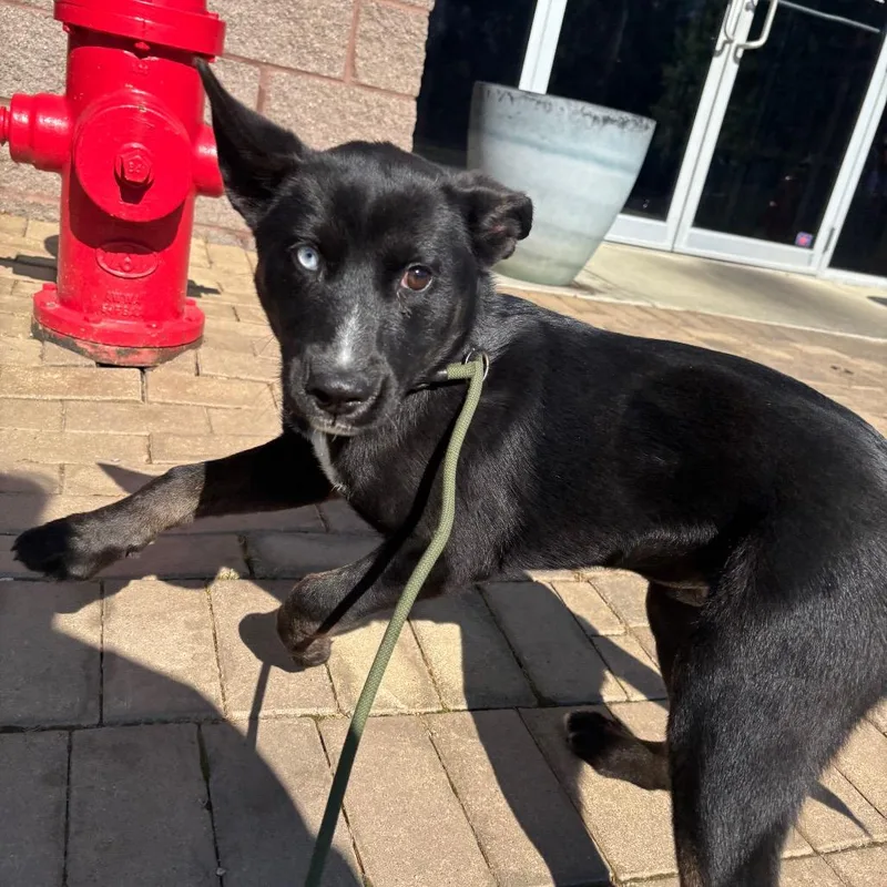 A young small-sized female Black Shepherd dog named Howley for adoption in Birmingham, AL