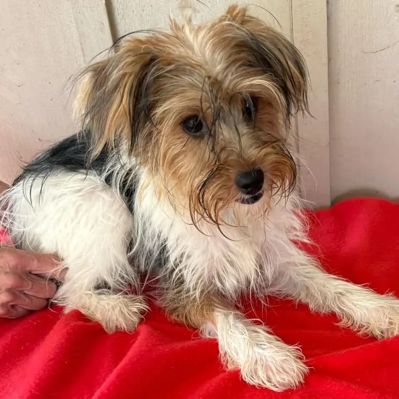 A young small-sized male Brown / Chocolate Yorkshire Terrier dog named Henry for adoption in Alexandria, VA