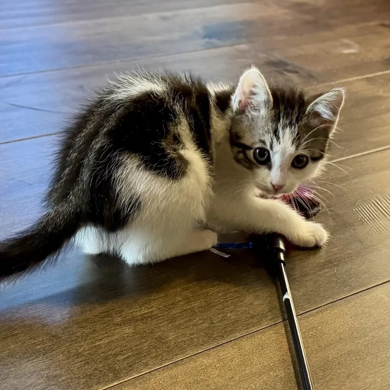 A baby small-sized female Brown / Chocolate Domestic Short Hair cat named Mabel for adoption in Pleasanton, CA