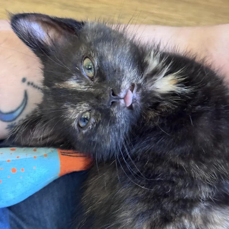 A baby small-sized female Tortoiseshell Domestic Short Hair cat named Ahsoka for adoption in Huntsville, AL
