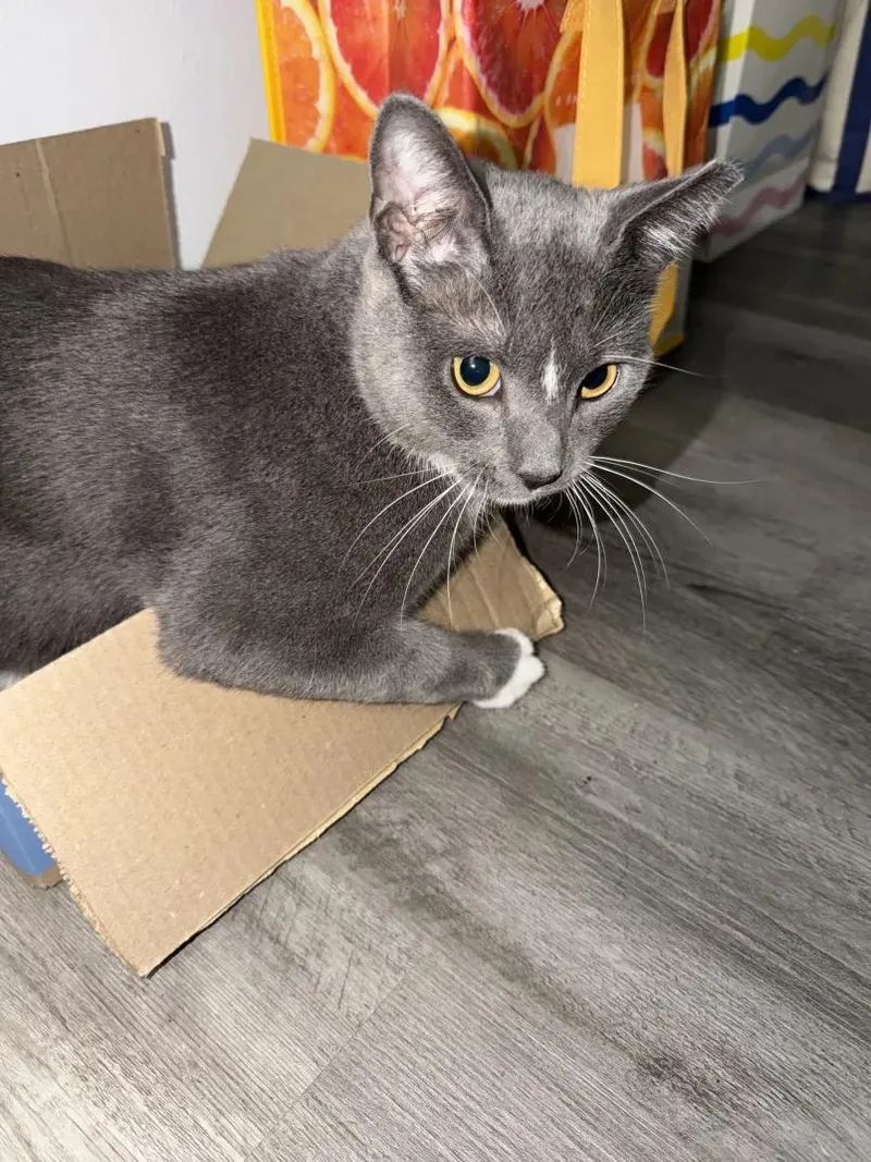 An adult medium-sized male Gray / Blue / Silver Domestic Short Hair cat named Oreo for adoption in Weehawken, NJ