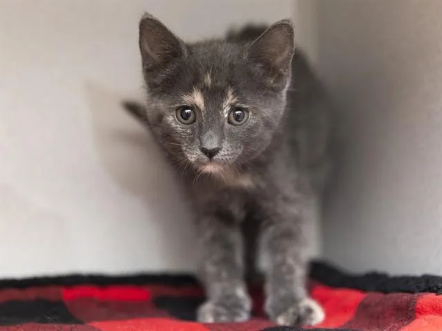 A baby small-sized female Domestic Short Hair cat named Jane for adoption in Phoenix, AZ