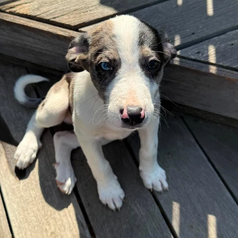 A baby medium-sized male Black Mixed Breed dog named Diesel for adoption in Fredericksburg, VA