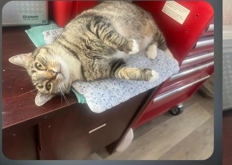A young medium-sized female Domestic Short Hair cat named Maisie for adoption in San Pedro, CA