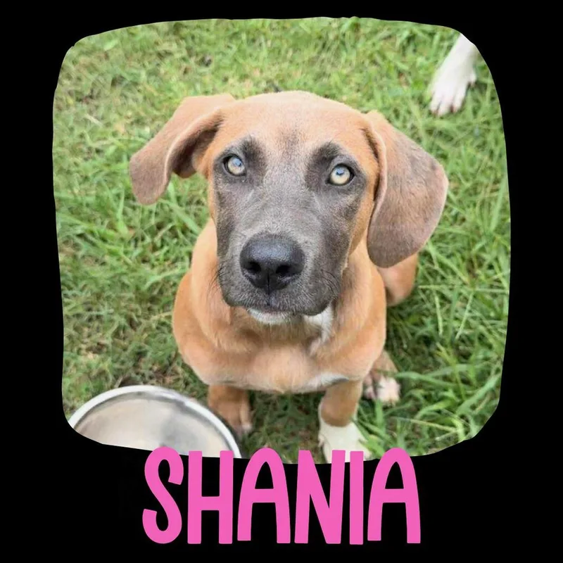 Shania thumbnail 2