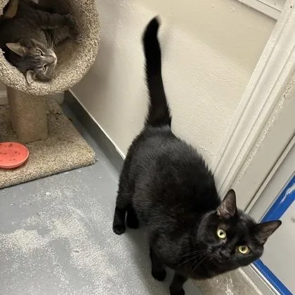 An adult large-sized male Domestic Short Hair cat named Zorro for adoption in Worcester, MA
