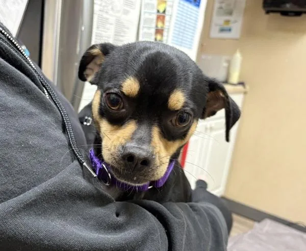 A young small-sized male Pug dog named Ducky for adoption in Oceanside, CA