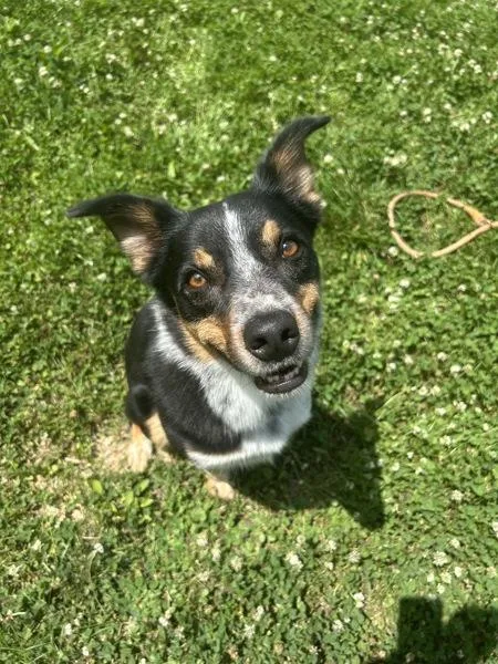 An adult medium-sized male Border Collie dog named Atlas for adoption in Osage Beach, MO