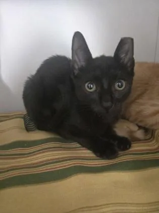 A baby small-sized male Domestic Short Hair cat named Cicero for adoption in Savannah, GA