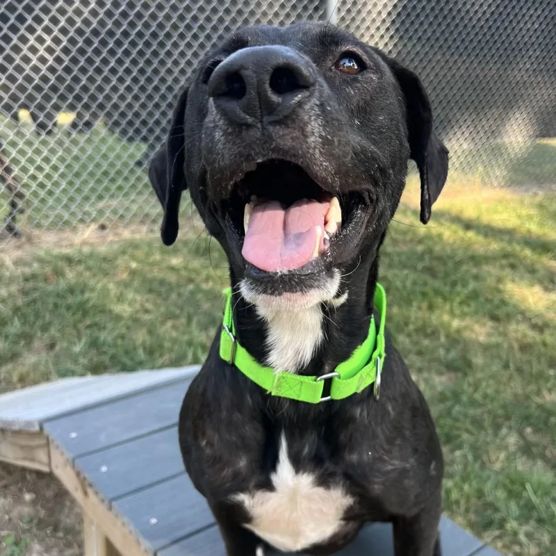 A young medium-sized male Black Labrador Retriever dog named Osborne for adoption in Spring, TX