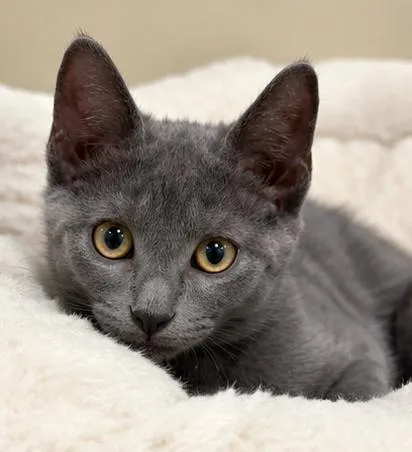 A baby medium-sized female Gray / Blue / Silver Domestic Short Hair cat named Ginger for adoption in Fort Worth, TX