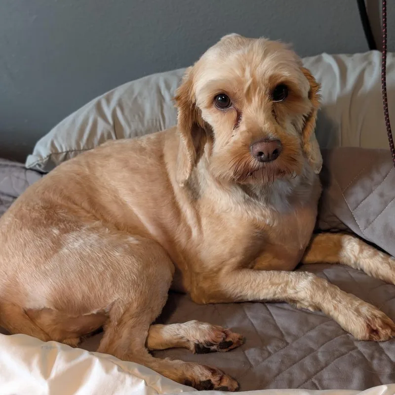 An adult small-sized female Cocker Spaniel dog named Riley for adoption in St. Paul, MN