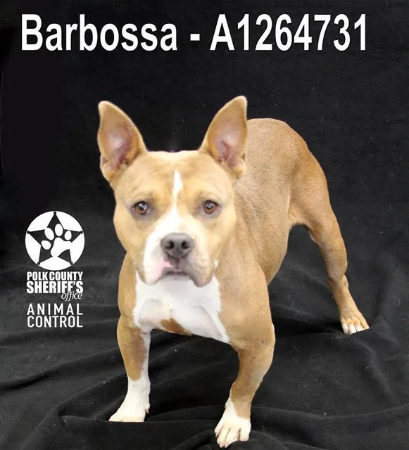 A young medium-sized male American Bulldog dog named Barbossa for adoption in Winter Haven, FL