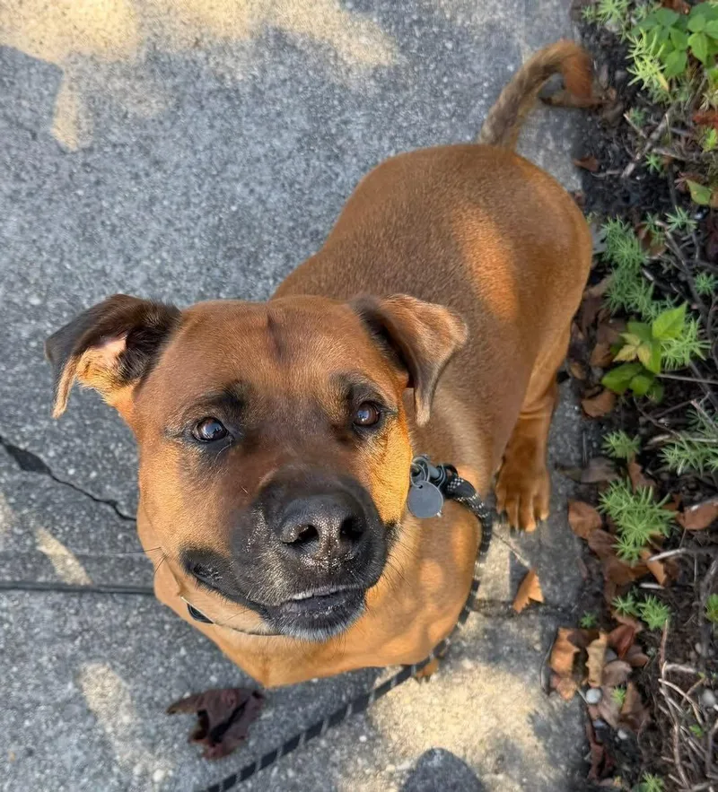 An adult medium-sized male Pit Bull Terrier dog named Gus for adoption in Holbrook, NY