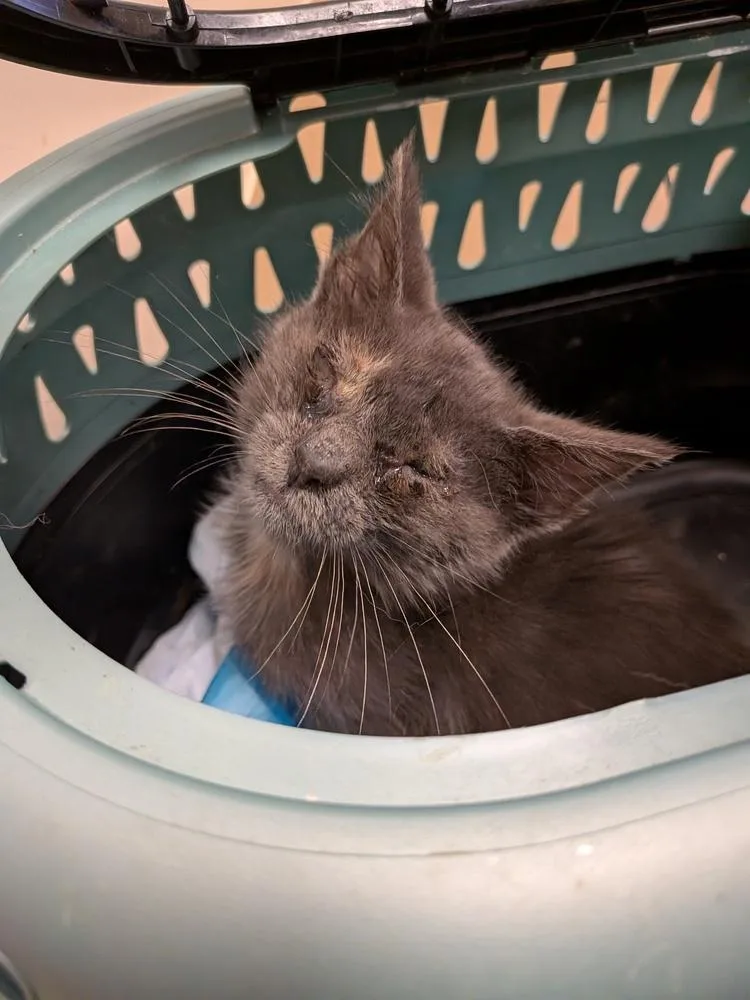 A baby small-sized female Gray / Blue / Silver Domestic Short Hair cat named Chelsea for adoption in Dallas, TX