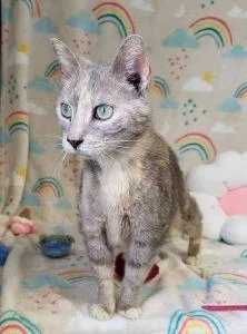 An adult medium-sized female Domestic Short Hair cat named Speckle for adoption in Bucyrus, OH