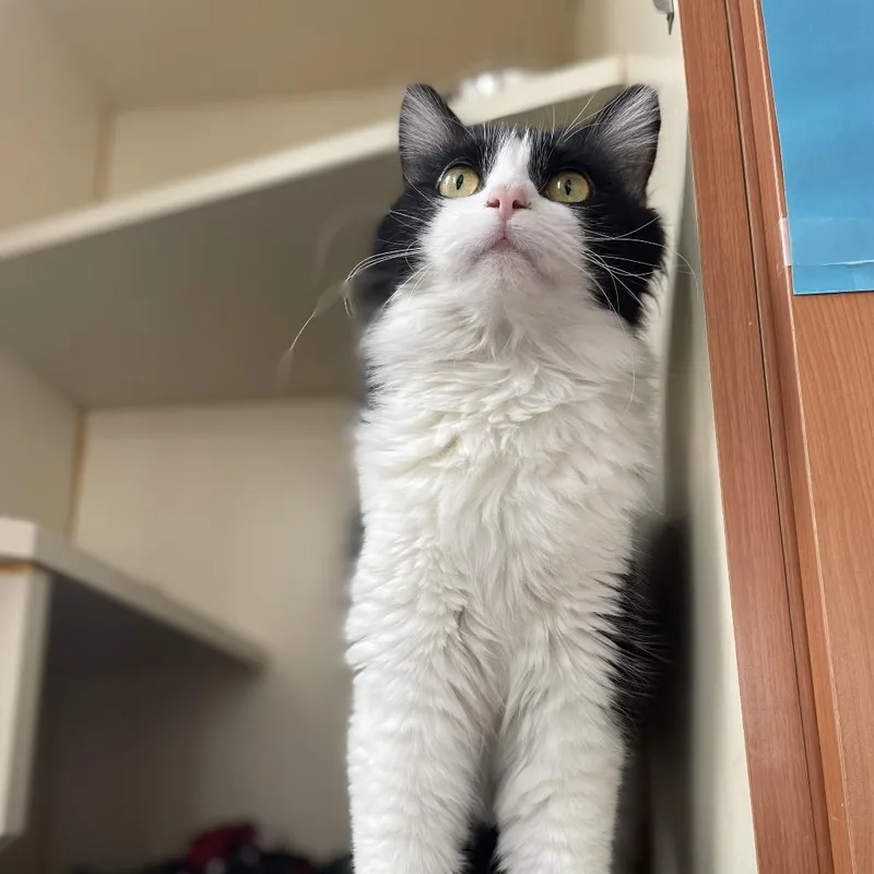 Cassoulet thumbnail 2