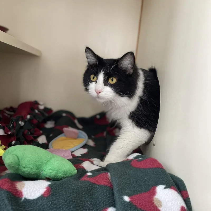 Cassoulet thumbnail 5