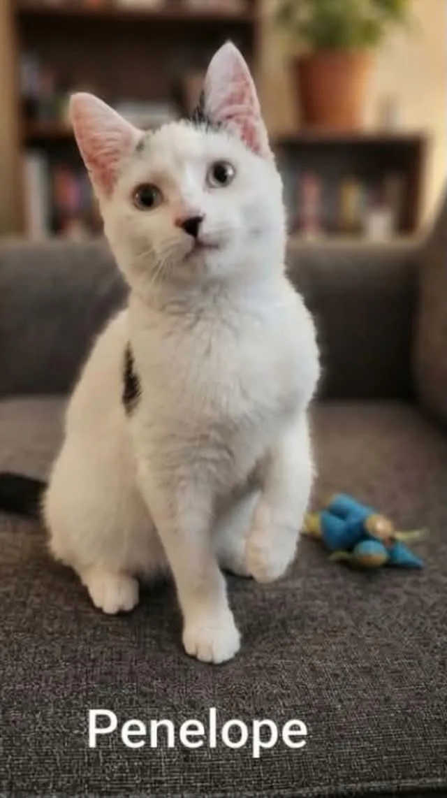 Penelope thumbnail 2