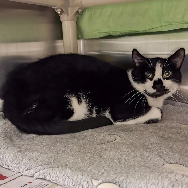 A senior large-sized male Black Domestic Short Hair cat named Legacy for adoption in Kennebunk, ME