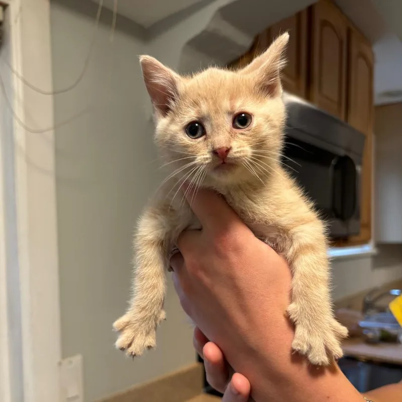 A baby small-sized female Domestic Short Hair cat named Buttercup for adoption in Monroe, MI