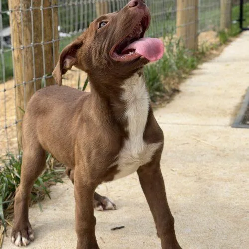 A baby medium-sized male Red / Chestnut / Orange Mixed Breed dog named Bieber for adoption in Georgetown, KY