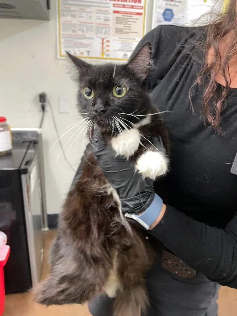 A young medium-sized female Domestic Medium Hair cat named Beetle for adoption in Chico, CA