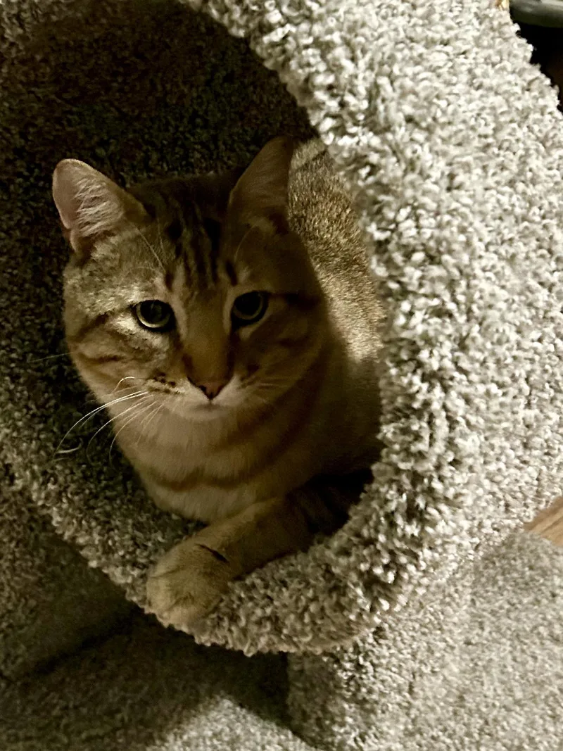 A young medium-sized male Tabby (Buff / Tan / Fawn) Domestic Short Hair cat named Zilla Junior for adoption in Bellmawr, NJ