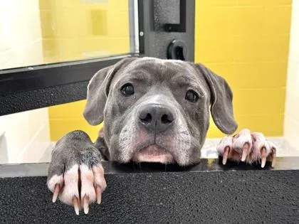 Snowbank thumbnail 3