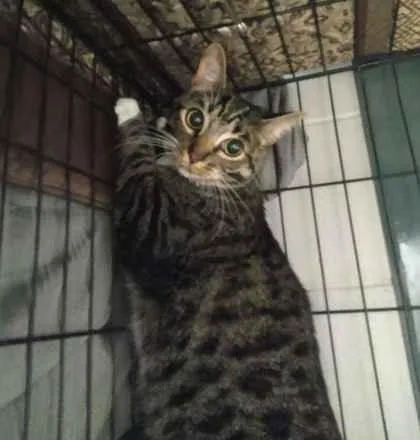 An adult medium-sized male Domestic Short Hair cat named Ohana for adoption in Palm Coast, FL