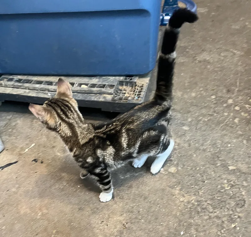 A baby medium-sized male Tabby (Brown / Chocolate) Domestic Short Hair cat named Fajita Funston for adoption in Philadelphia, PA