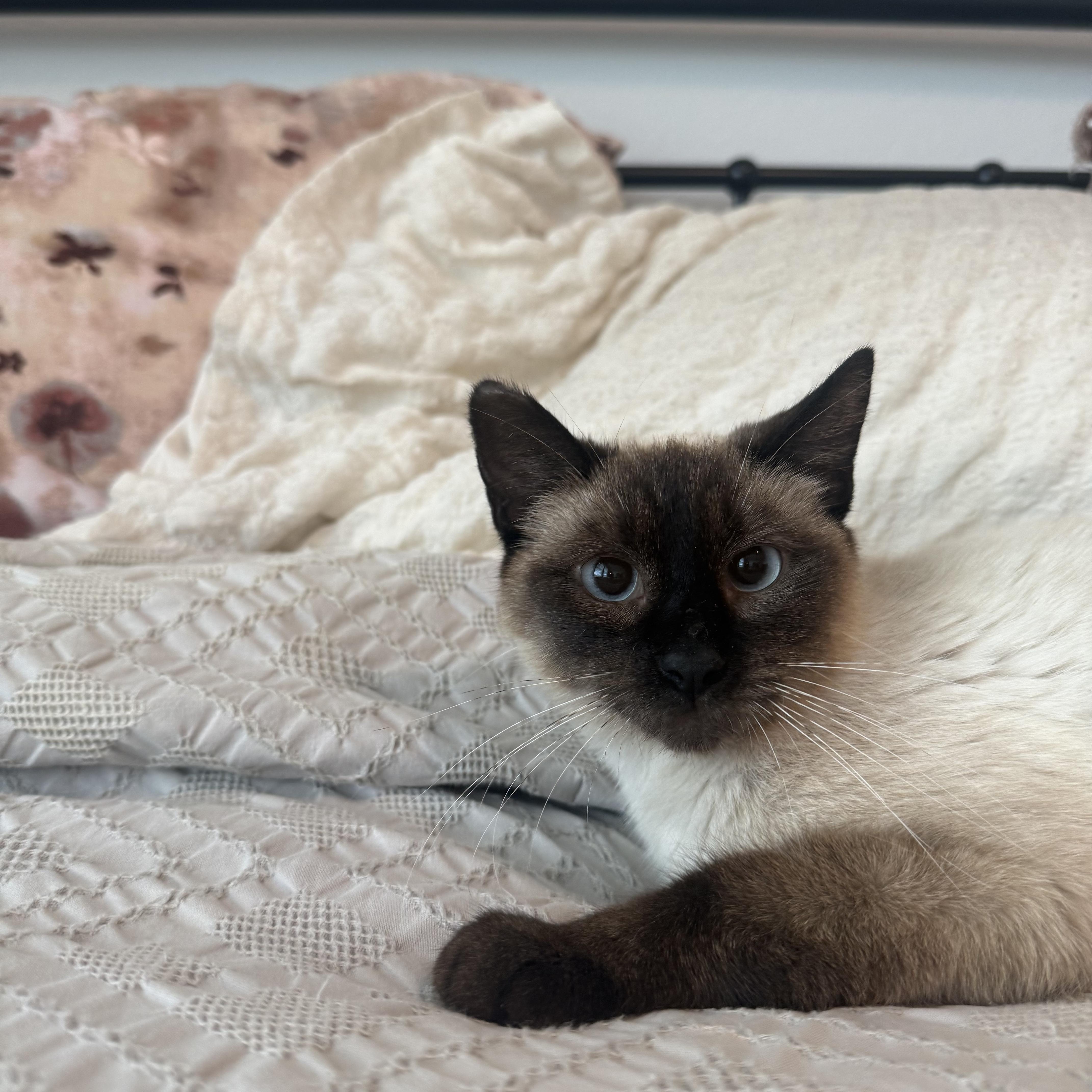 An adult medium-sized female Seal Point Siamese cat named Lotus for adoption in Houston, TX