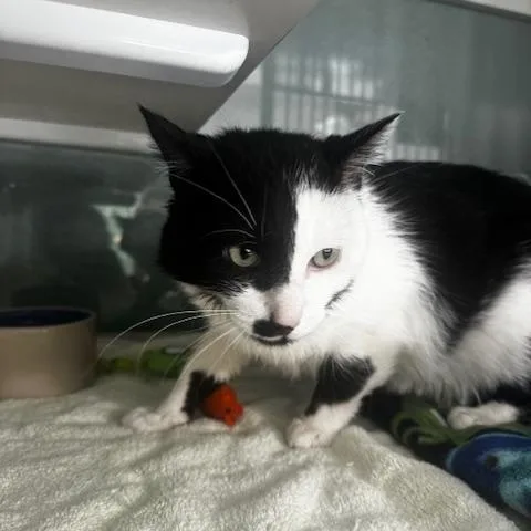 An adult medium-sized male Black & White / Tuxedo Domestic Short Hair cat named Zorro for adoption in Hutchinson, MN