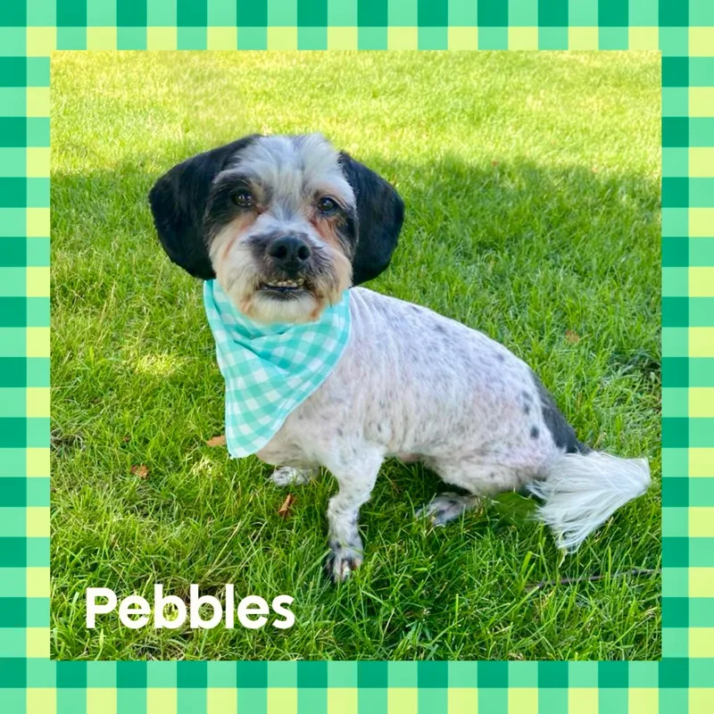 Pebbles