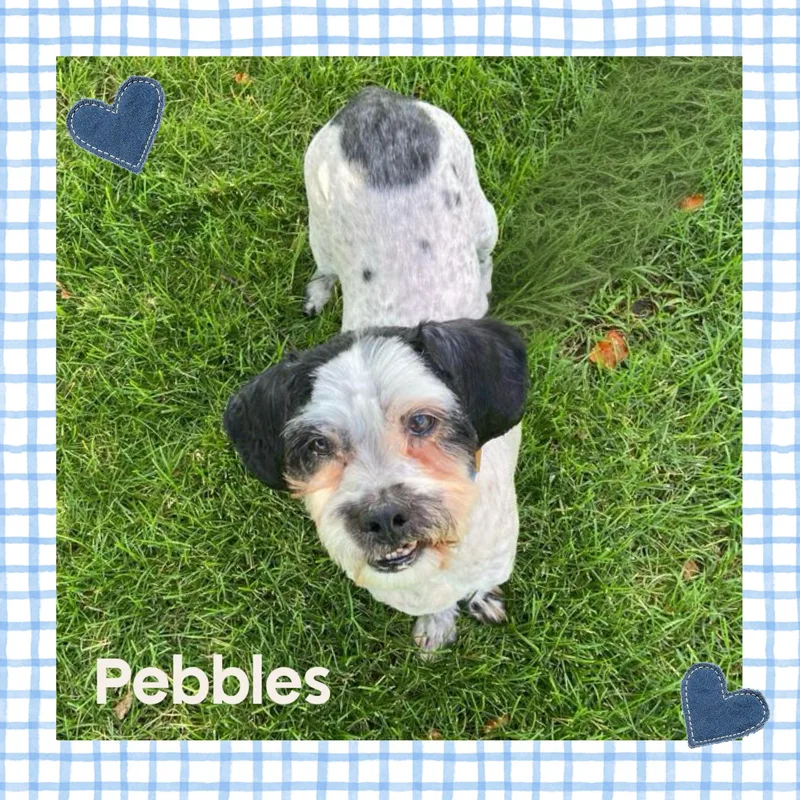 Pebbles thumbnail 5