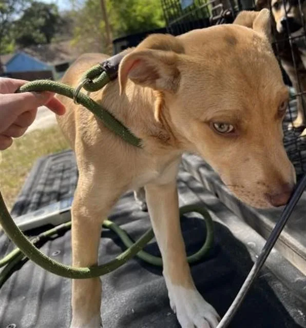 A baby small-sized male Pit Bull Terrier dog named Theodore for adoption in San Luis Obispo, CA