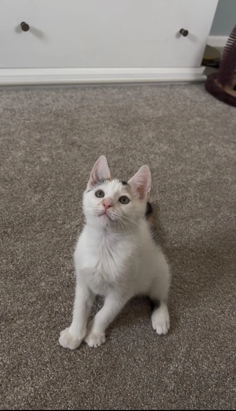 A baby medium-sized female Calico Domestic Short Hair cat named Phoebe for adoption in Yardley, PA