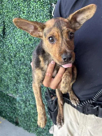 A baby small-sized female Brindle Mixed Breed dog named 61535121 for adoption in El Paso, TX