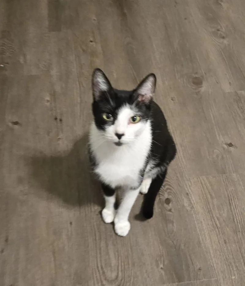 Pepper G thumbnail 2