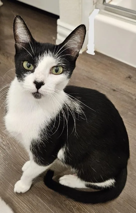 Pepper G thumbnail 3