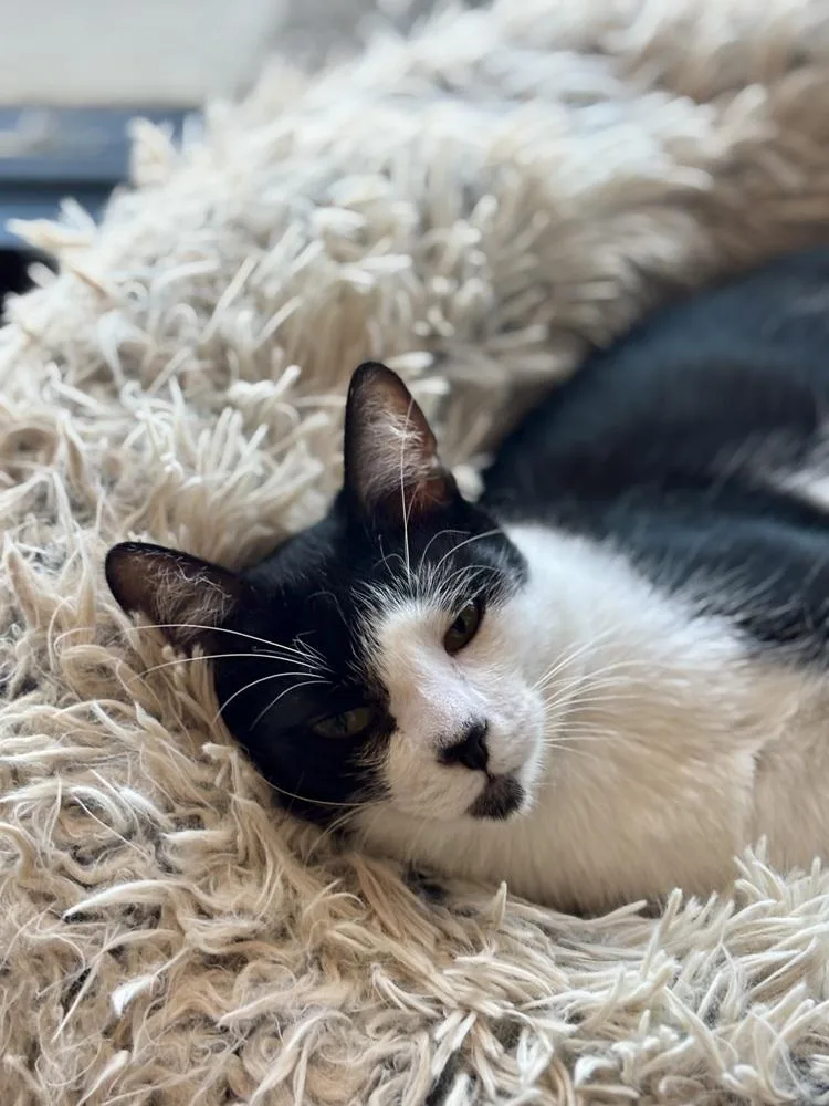 Pepper G thumbnail 4