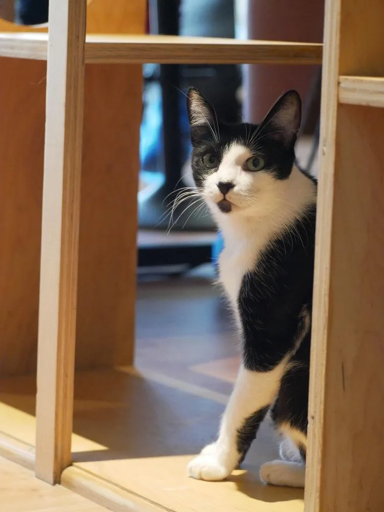 Pepper G thumbnail 6