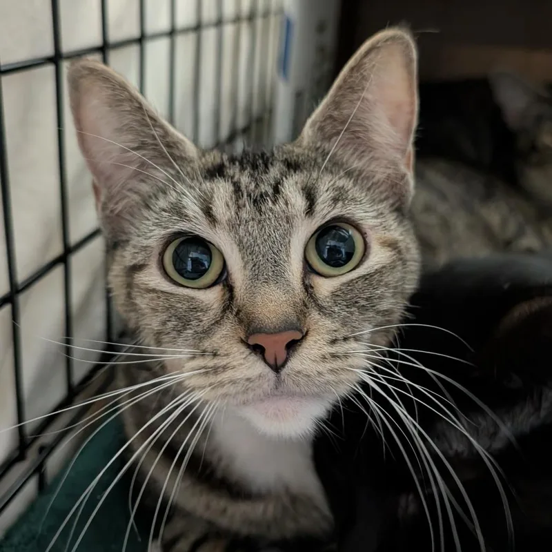 An adult medium-sized female Domestic Short Hair cat named Rain for adoption in Tacoma, WA